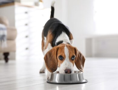 Rotating dog food: Why dogs need variety