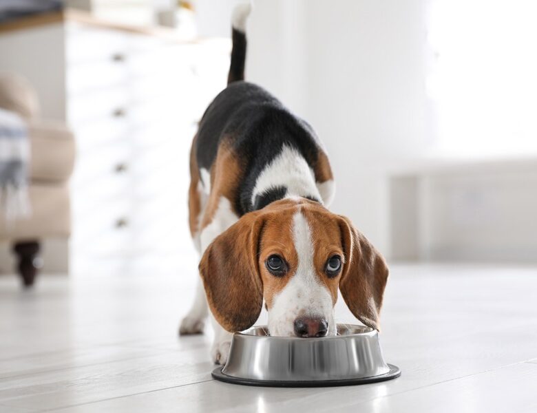 Rotating dog food: Why dogs need variety