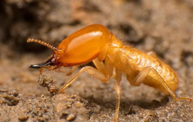 How To Get Rid Of Termites: Here Are The Top Ways