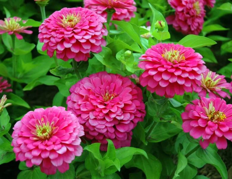 Learn About Zinnias and How to Grow Them!