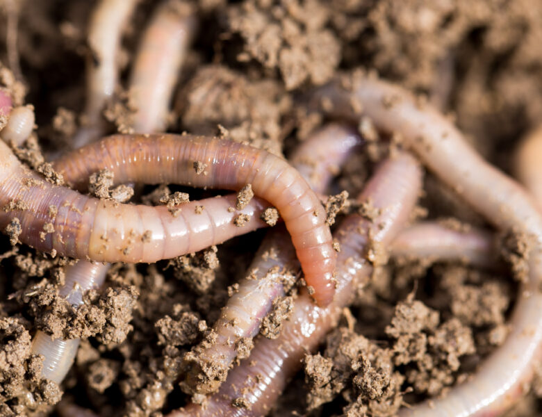 Guide to red wiggler worms: It’s all about red worms!