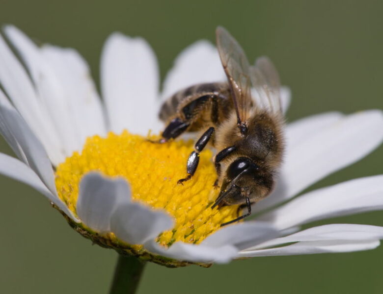 A Beginner’s Guide to Bee Conservation – Why Bees Matter and What You Can Do to Help