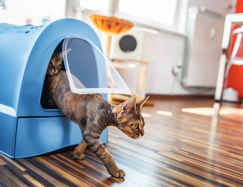 What Makes Flushable Kitty Litter the Future of Cat Care? 